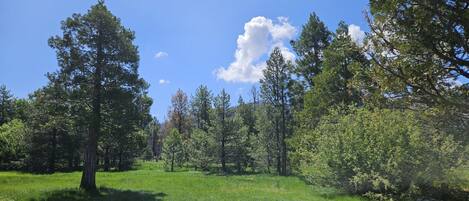 A natural landscape with a grassy field and trees.