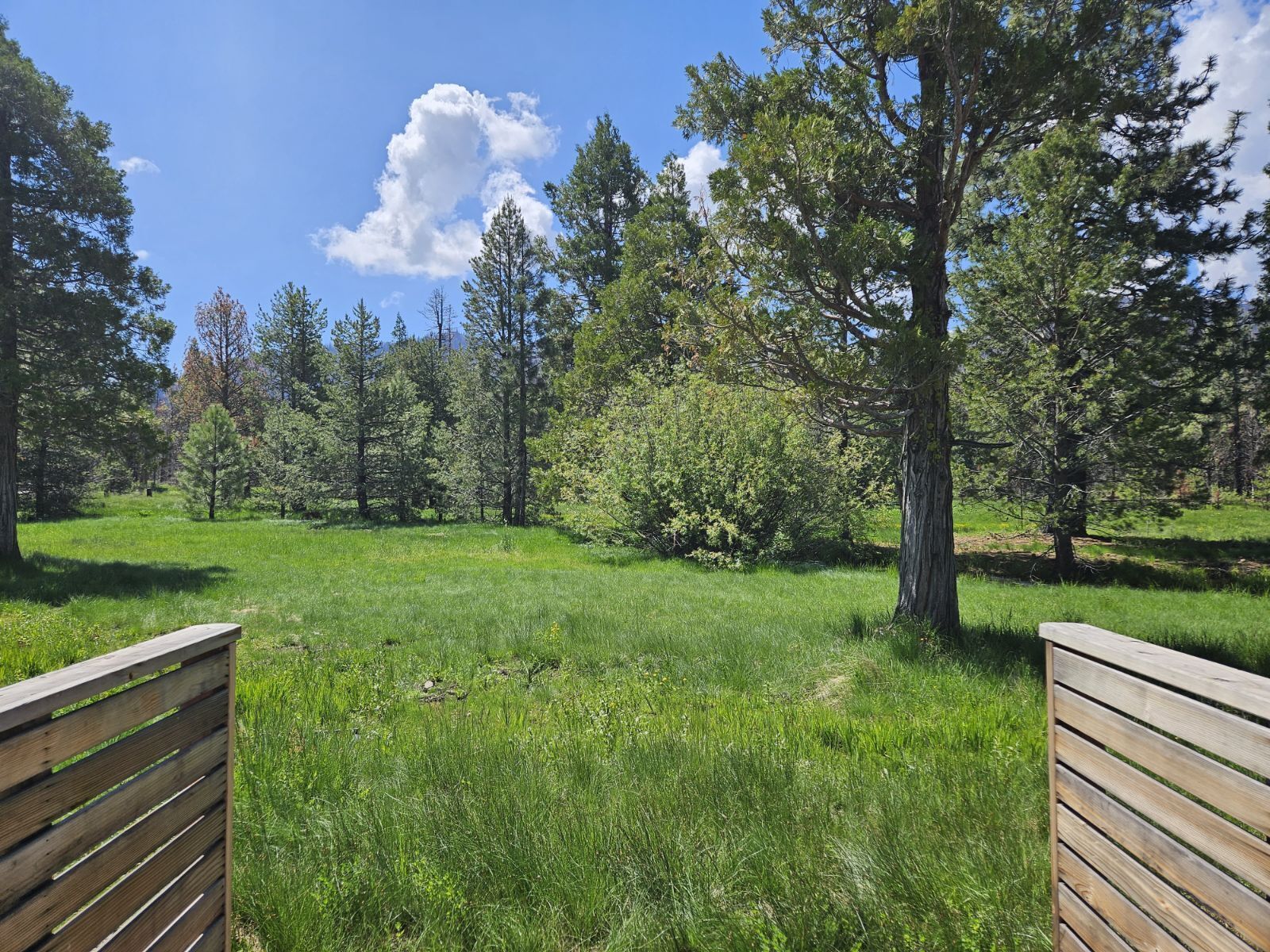 A grassy field with trees and a wooden fence.