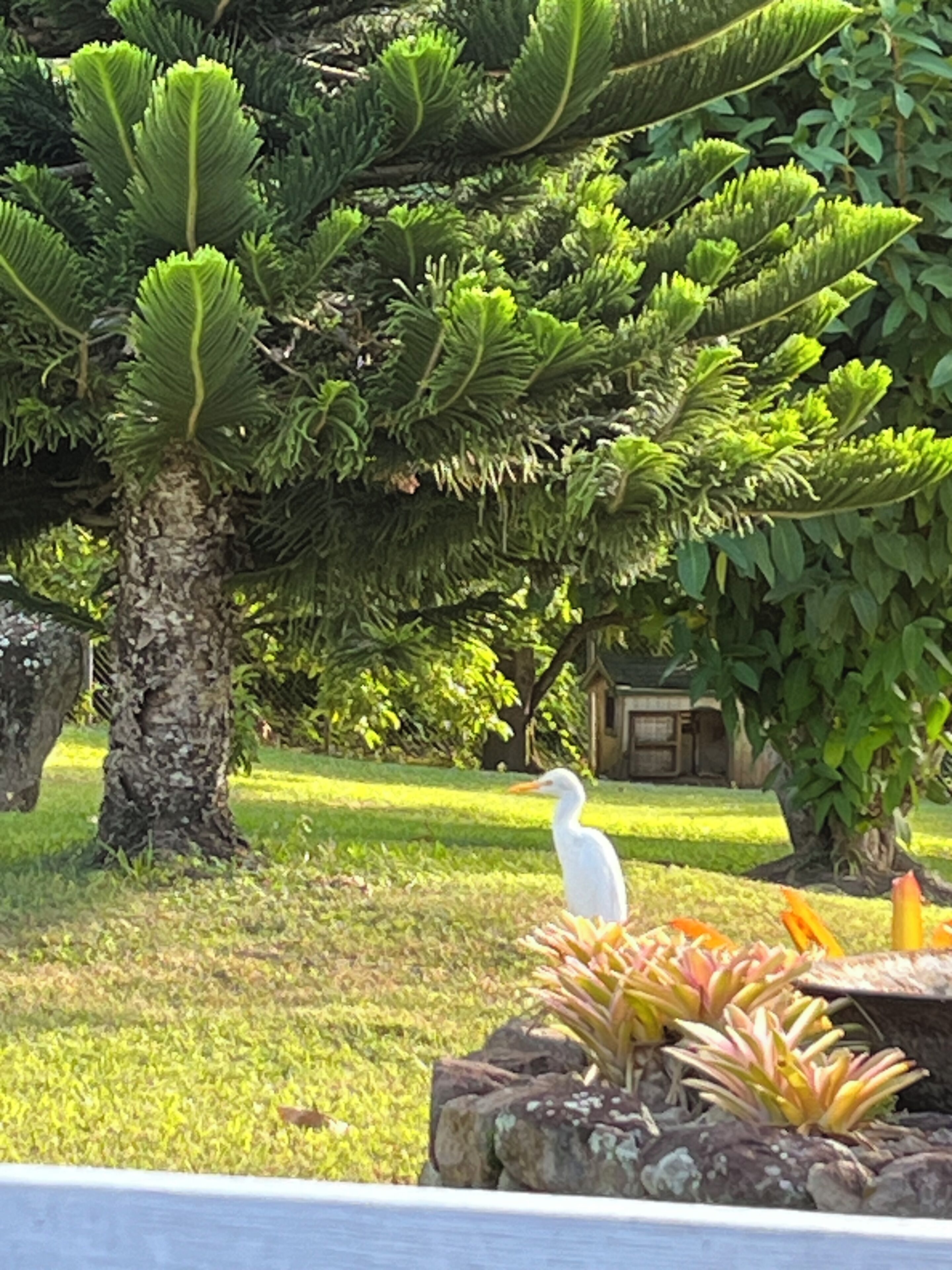 Een witte vogel op een rots, omringd door planten, weelderige begroeiing en een boom.