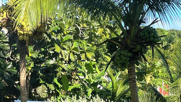 Un jardín con palmeras, un muro de piedra y un césped.