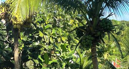 Ylang Cottage cozy studio in the foothills of Nevis Peak & great walking trails