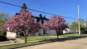 Une rue résidentielle bordée de deux arbres en fleurs, avec un immeuble moderne et un poteau électrique.