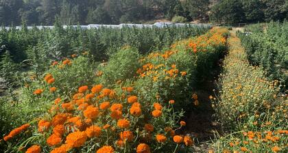 Organic Cannabis Farm on Applegate River