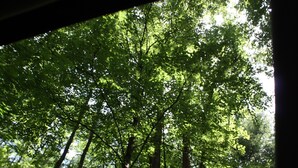 A view of a forest with tall trees and sunlight filtering through the leaves.