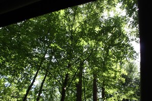 Blick in einen Wald mit hoch aufragenden Bäumen und Sonnenlicht, das durch das Laub scheint.