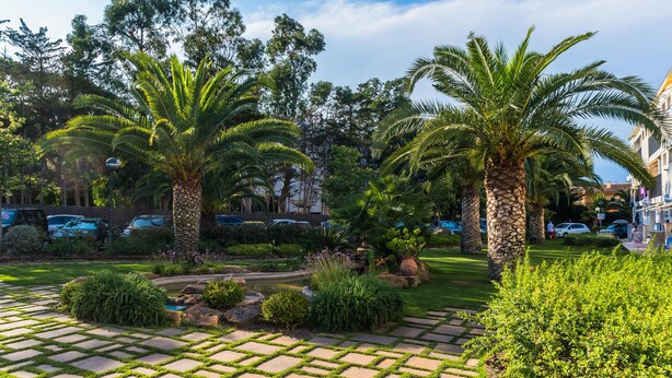 Un jardin aménagé avec des palmiers, un chemin pavé et une variété d’arbustes.