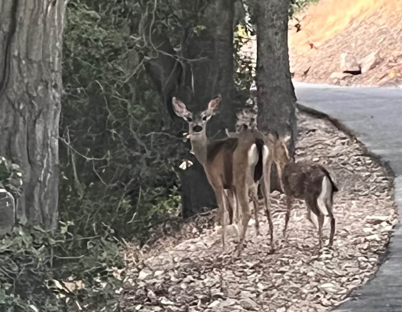 A deer standing next to a tree by a road.