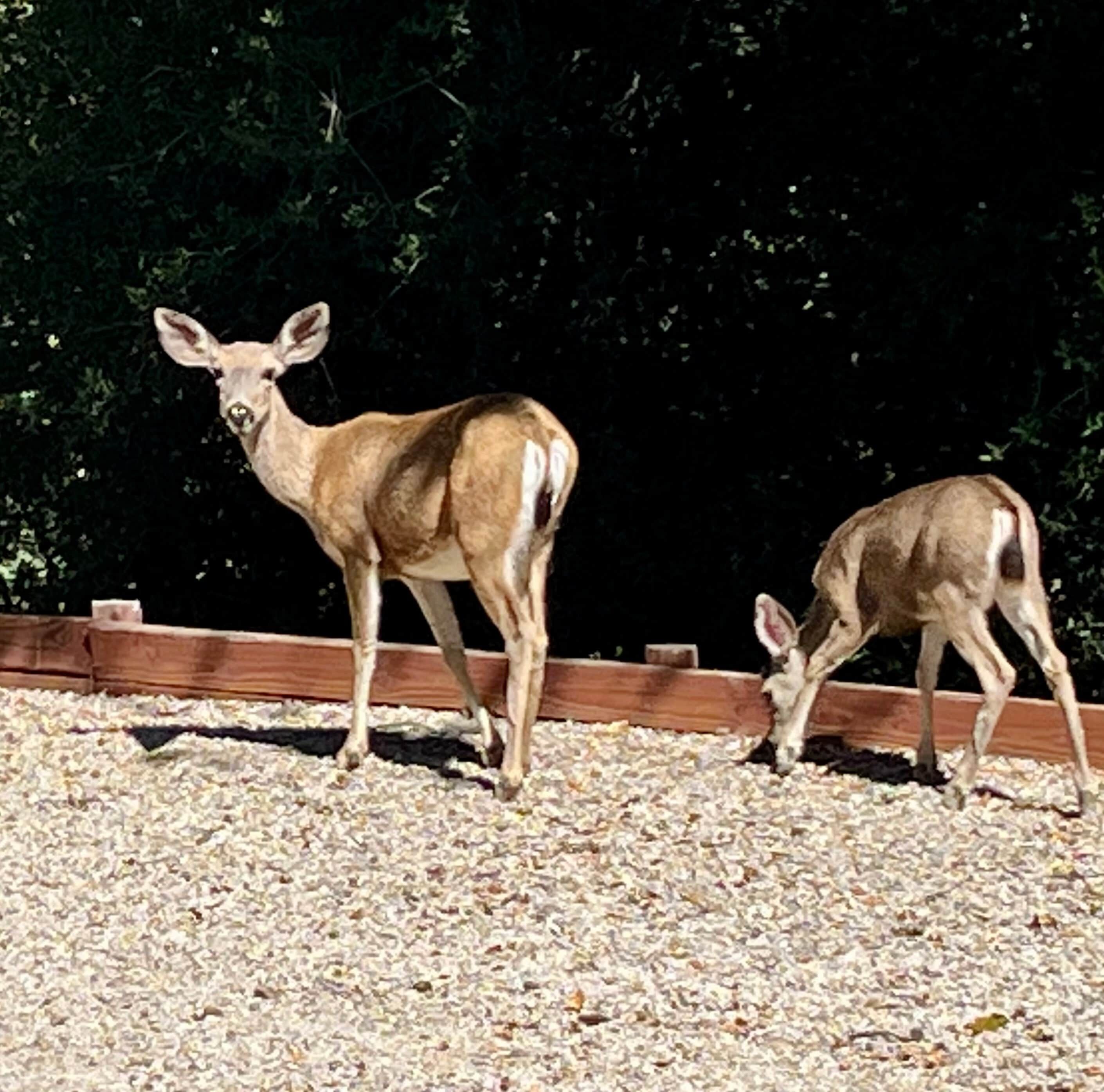 Two deer in a fenced area with a gravel ground.