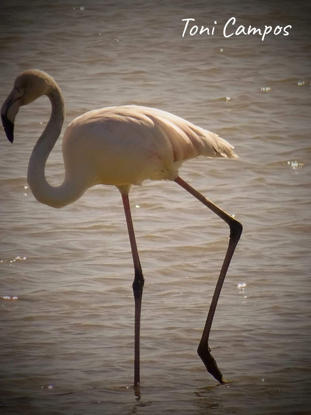 Un flamenco posado en aguas poco profundas.