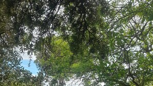 A pathway through a lush garden with dense foliage and trees.
