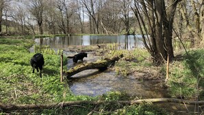 A natural landscape with a pond, trees, and a dog near the water. - Cozy apartment 2 in the DG in the Sonnenhof (Dippoldiswalde)