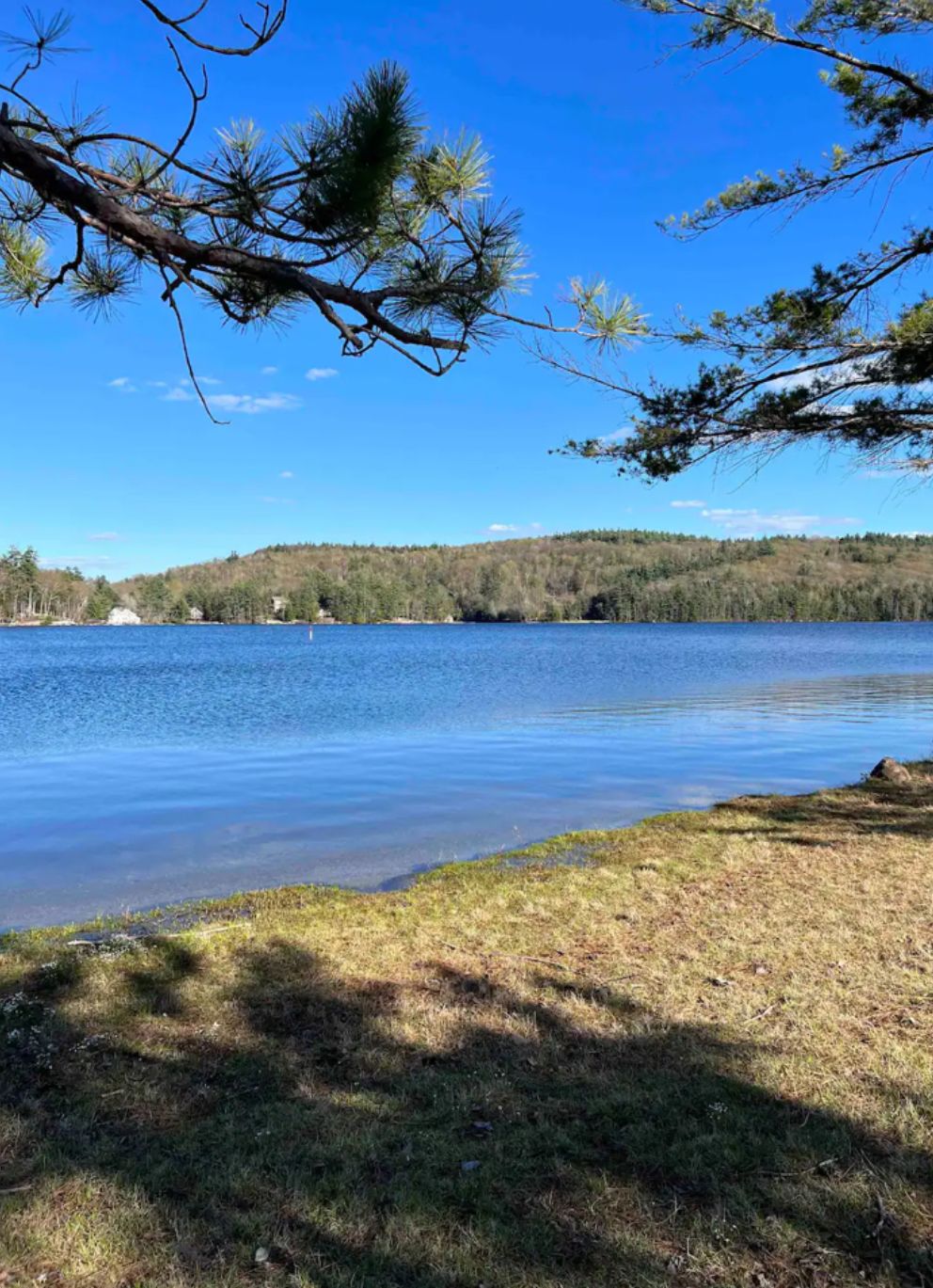 A calm lake with a grassy shore and trees in the background.