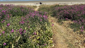 Un sendero bordeando la playa que lleva a la orilla, con flores moradas en primer plano y un cielo azul despejado.