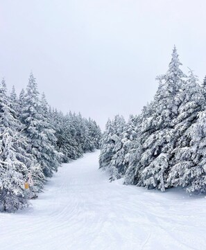 A snow-covered forest path with dense evergreen trees on both sides.