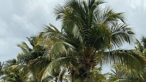 Un área verde y bien cuidada con palmeras, un parque infantil y vista al mar.