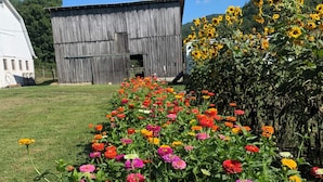 A field of colorful flowers in front of a rustic barn. - Cozy farmhouse with jacuzzi 10 min from Lansing, NC and Grayson Highlands (Lansing)