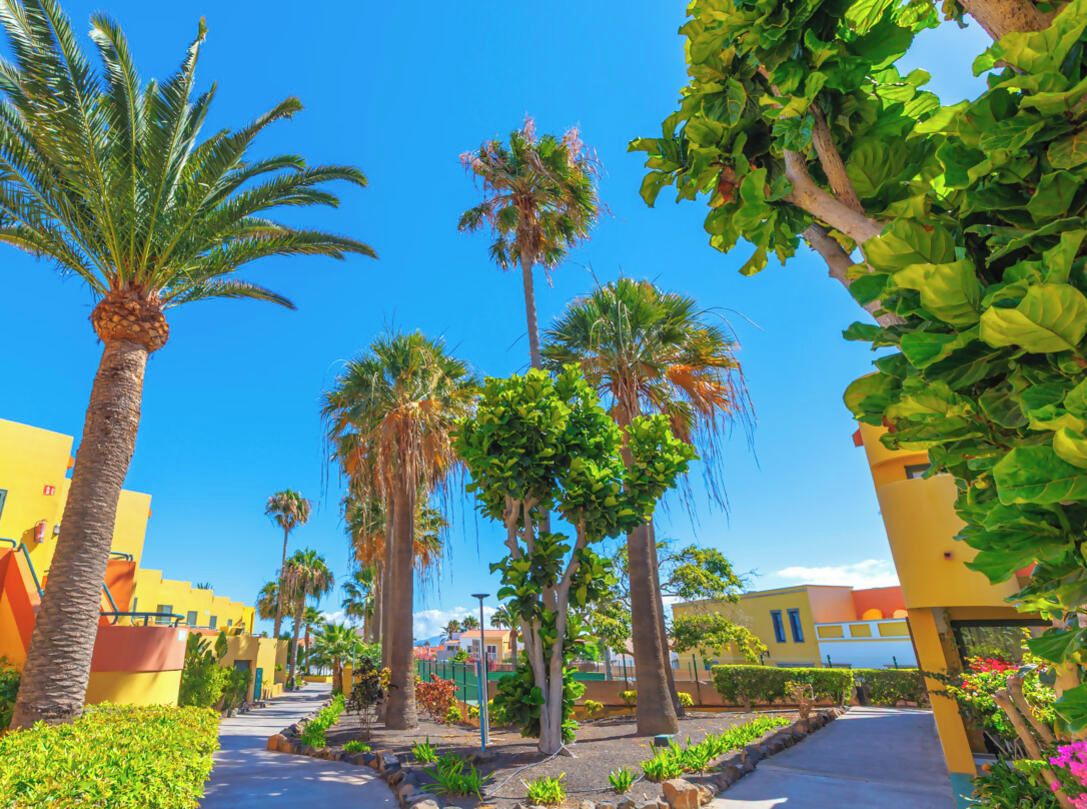 A pathway lined with palm trees and yellow buildings, leading to a pool area.