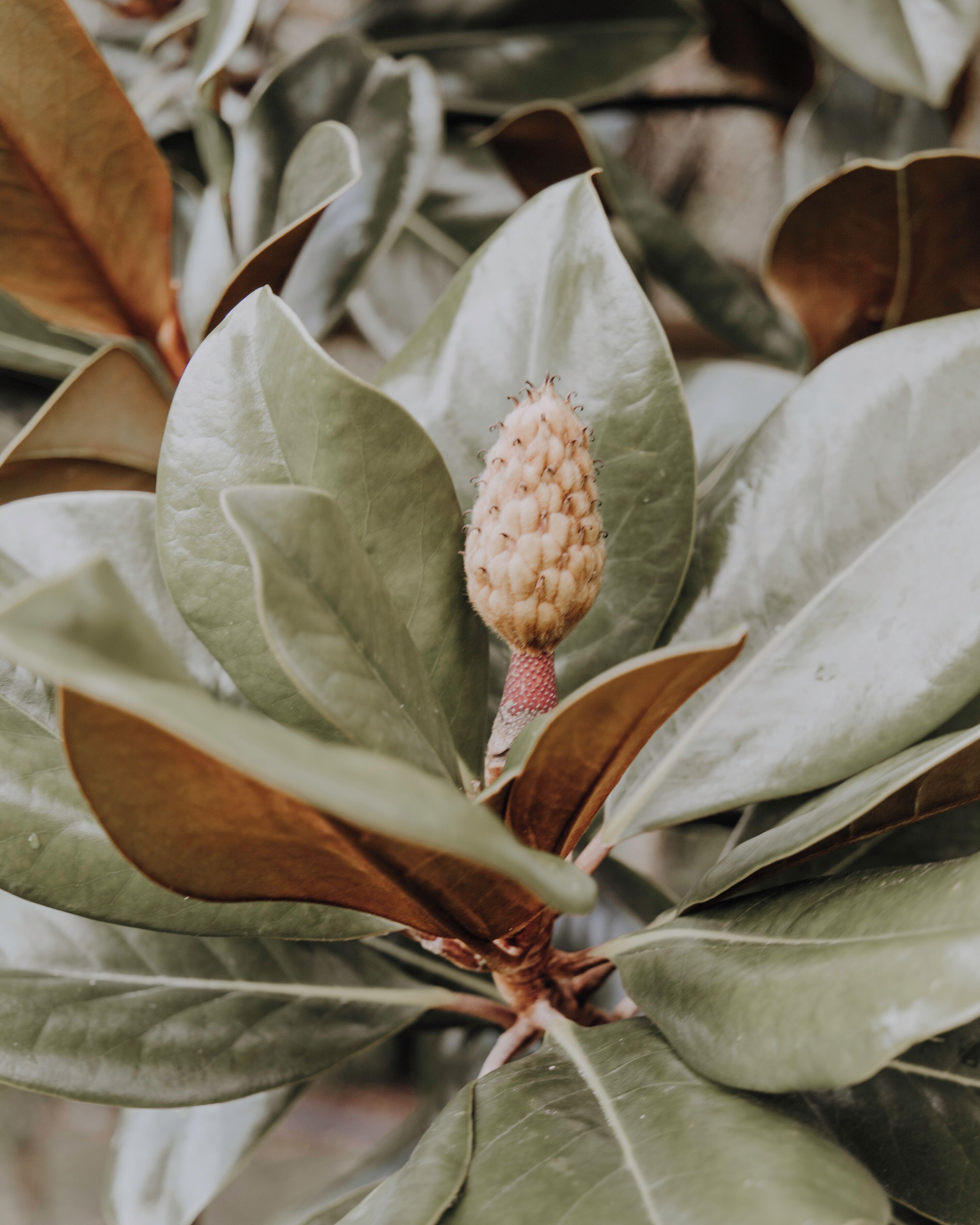 A close-up of a plant with broad leaves and a central bud.