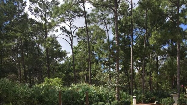 A wooden boardwalk leading to a pond with lily pads, surrounded by trees and greenery. - Beautiful and spacious 4BR house in Port St. Lucie, FL (Port St. Lucie)