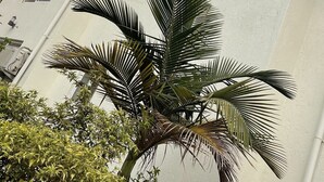 Un edificio con múltiples ventanas, equipos de aire acondicionado y una palmera en primer plano.