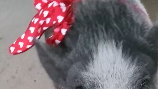 A close-up of a pig's head with a red bow. - Off grid camping, bring tents or camper van. The only frill is a clean outhouse! (Joshua Tree)