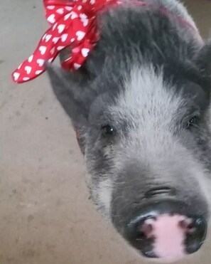 A close-up of a pig's head with a red bow. - Off grid camping, bring tents or camper van. The only frill is a clean outhouse! (Joshua Tree)