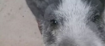 Off grid camping, bring tents or camper van. The only frill is a clean outhouse!