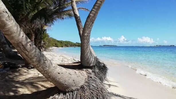 A beach with clear turquoise water, a sandy shore, and palm trees.