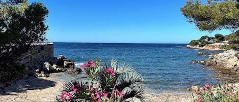 Lettini da mare