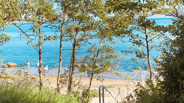 Een strand met bomen en een helder uitzicht op de zee.