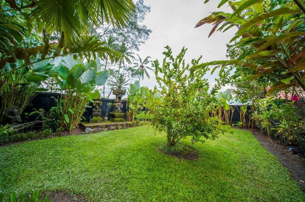 A lush garden with a variety of tropical plants and a small tree in the center.