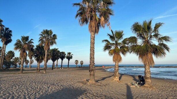 Une plage bordée de palmiers, sous un ciel dégagé.