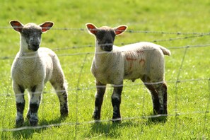 Àrea exterior de l'allotjament