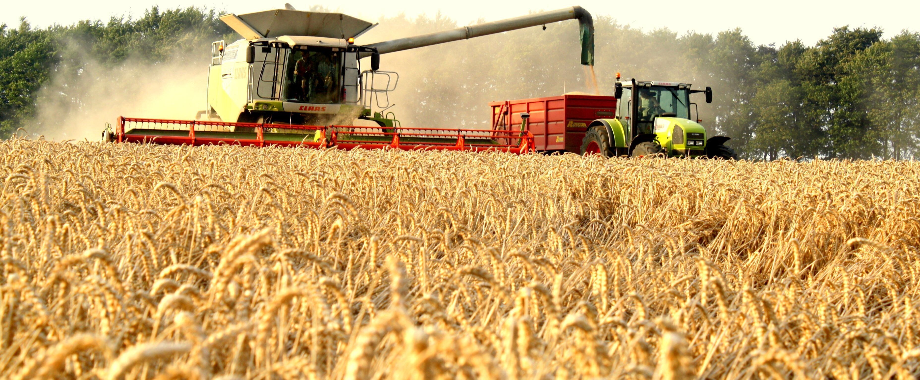 A combine harvester in a wheat field.