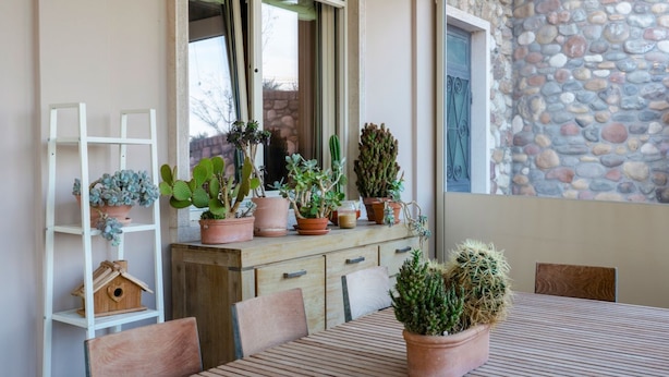 Zona pranzo con tavolo in legno, sedie e diverse piante in vaso.