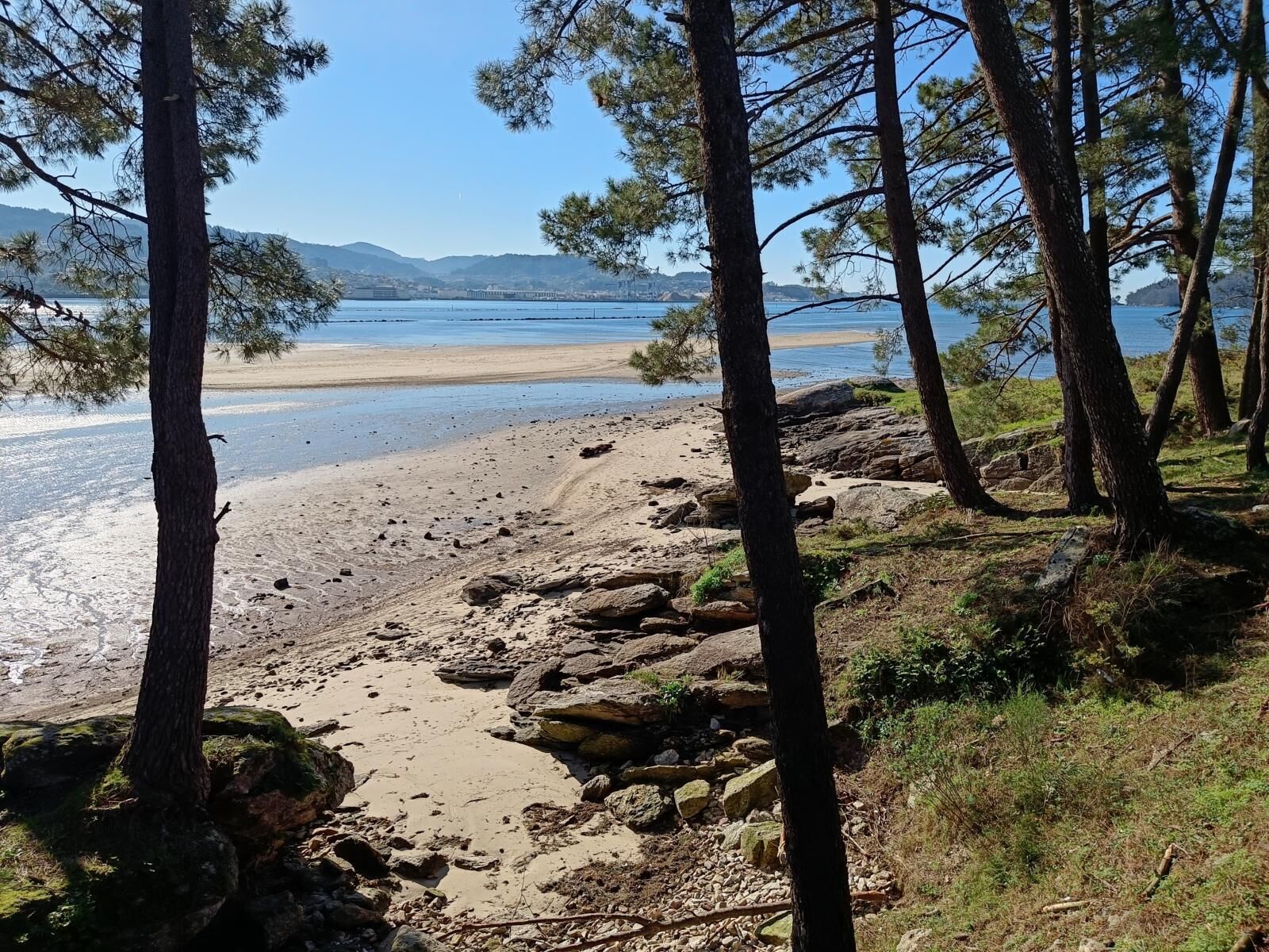 Ein Strand mit felsigem Gelände und Kiefern, der zu einem ruhigen Meer führt.