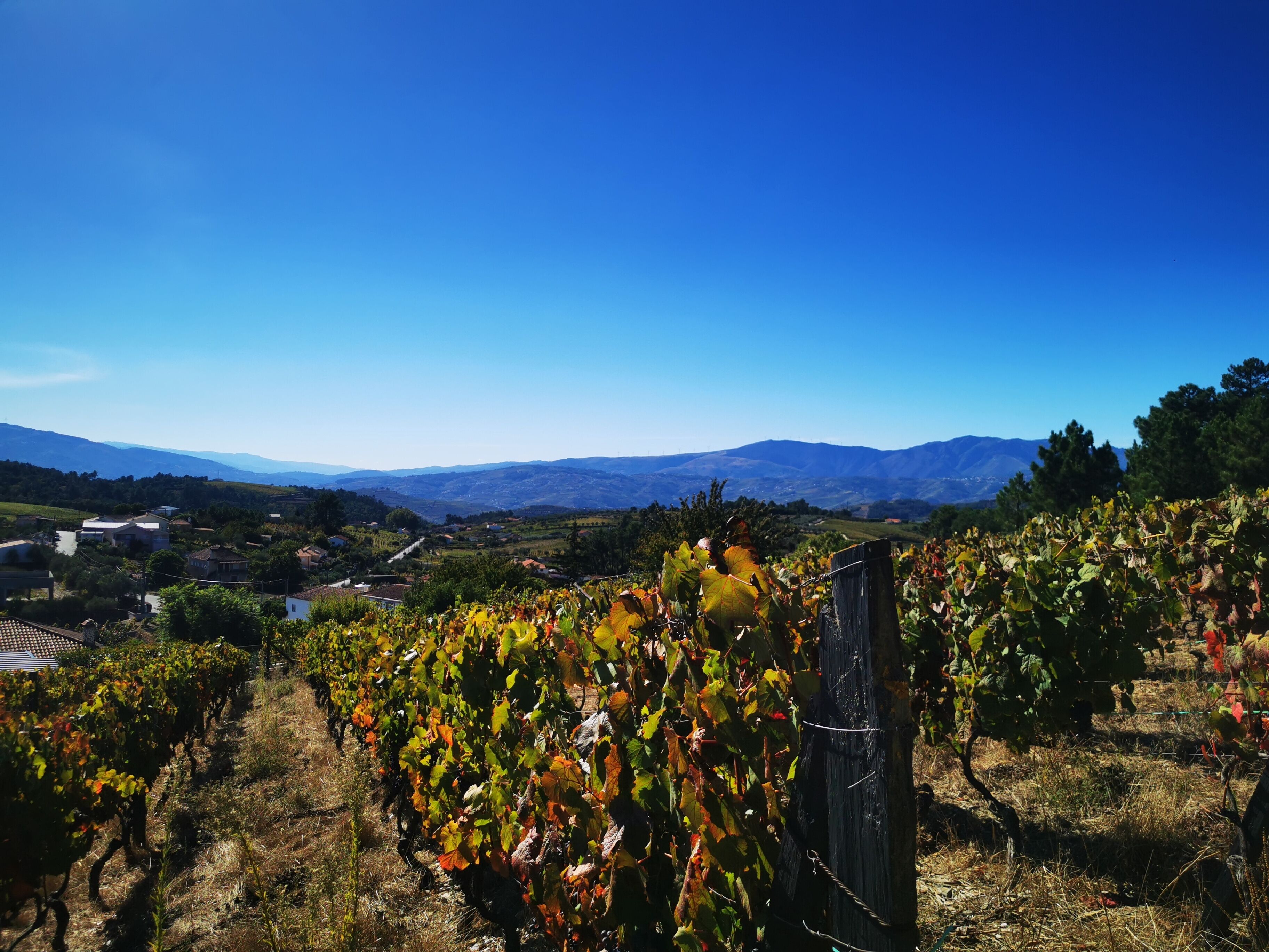 A vineyard with rows of grapevines and a clear view of distant mountains.