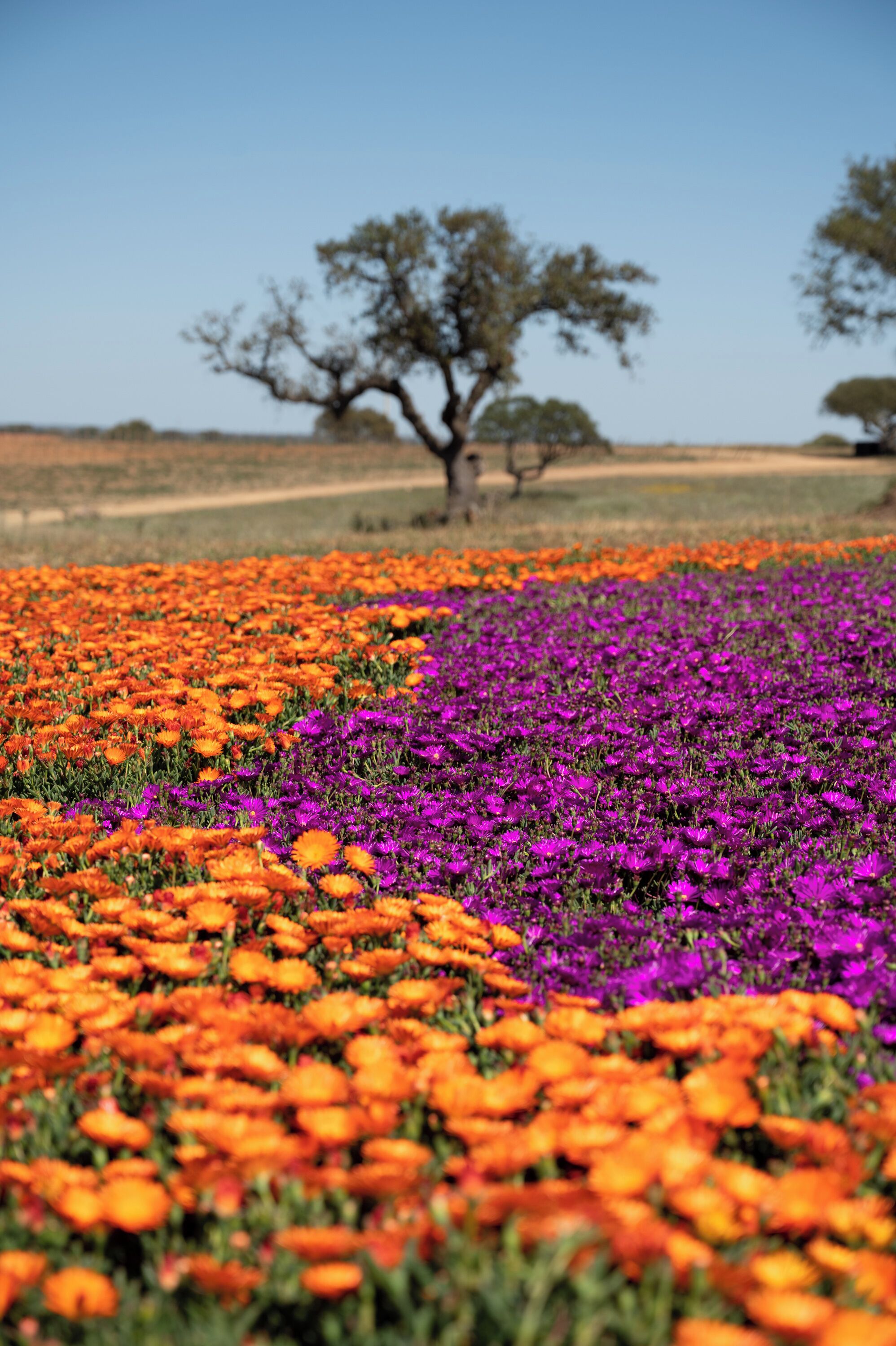 A field of flowers with a tree in the background.