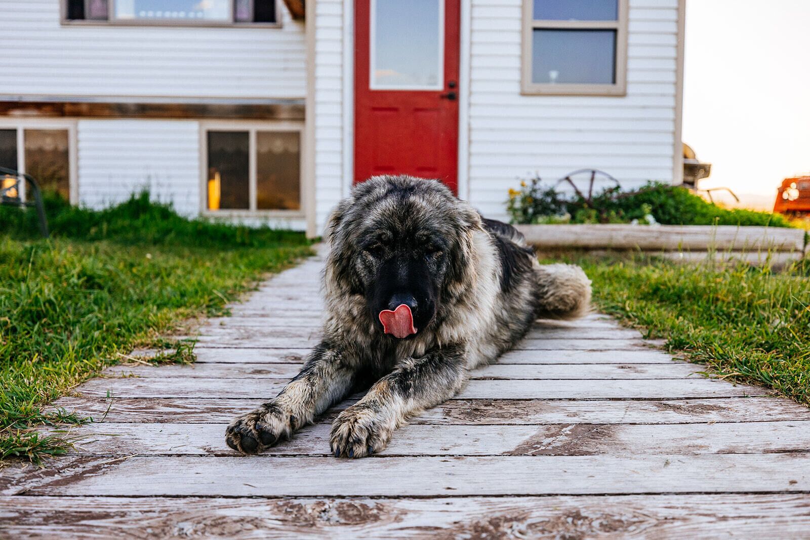 A dog lying on a wooden pathway in front of a house.