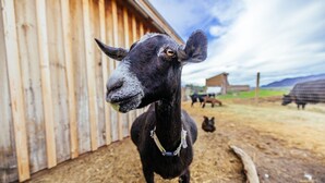 A black goat with a chain around its neck standing in a barn with wooden walls and hay on the ground.