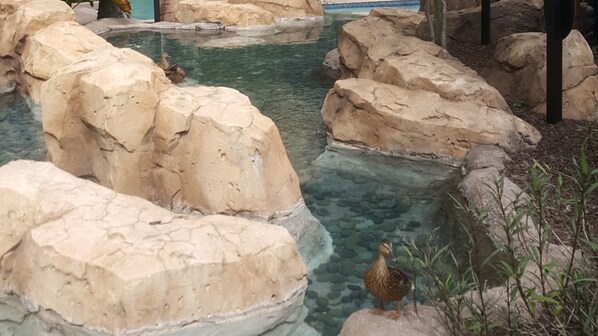 Un estanque con patos, rocas grandes y agua cristalina.