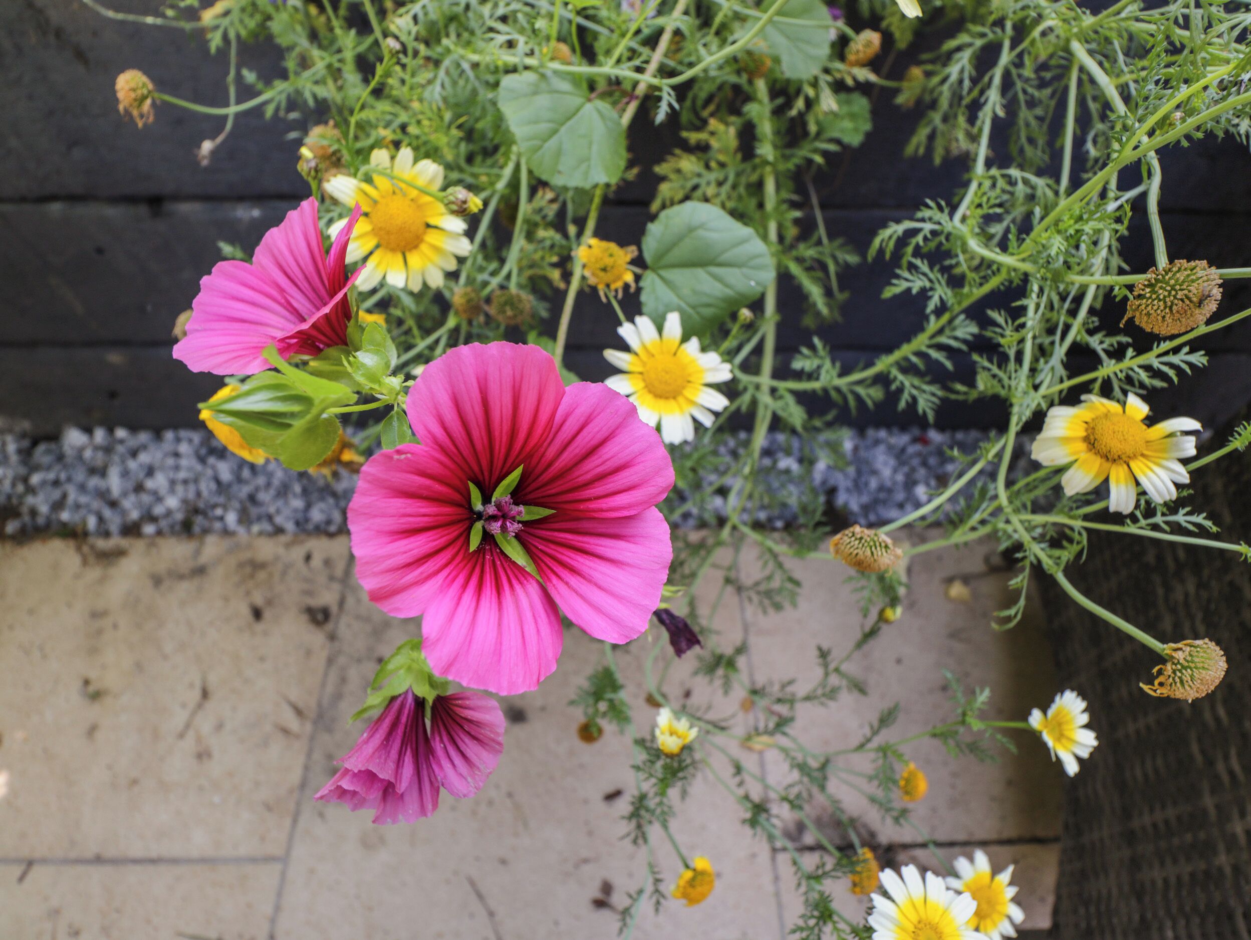Um jardim com flores rosa e amarelas, uma cerca de madeira e um caminho de cascalho.