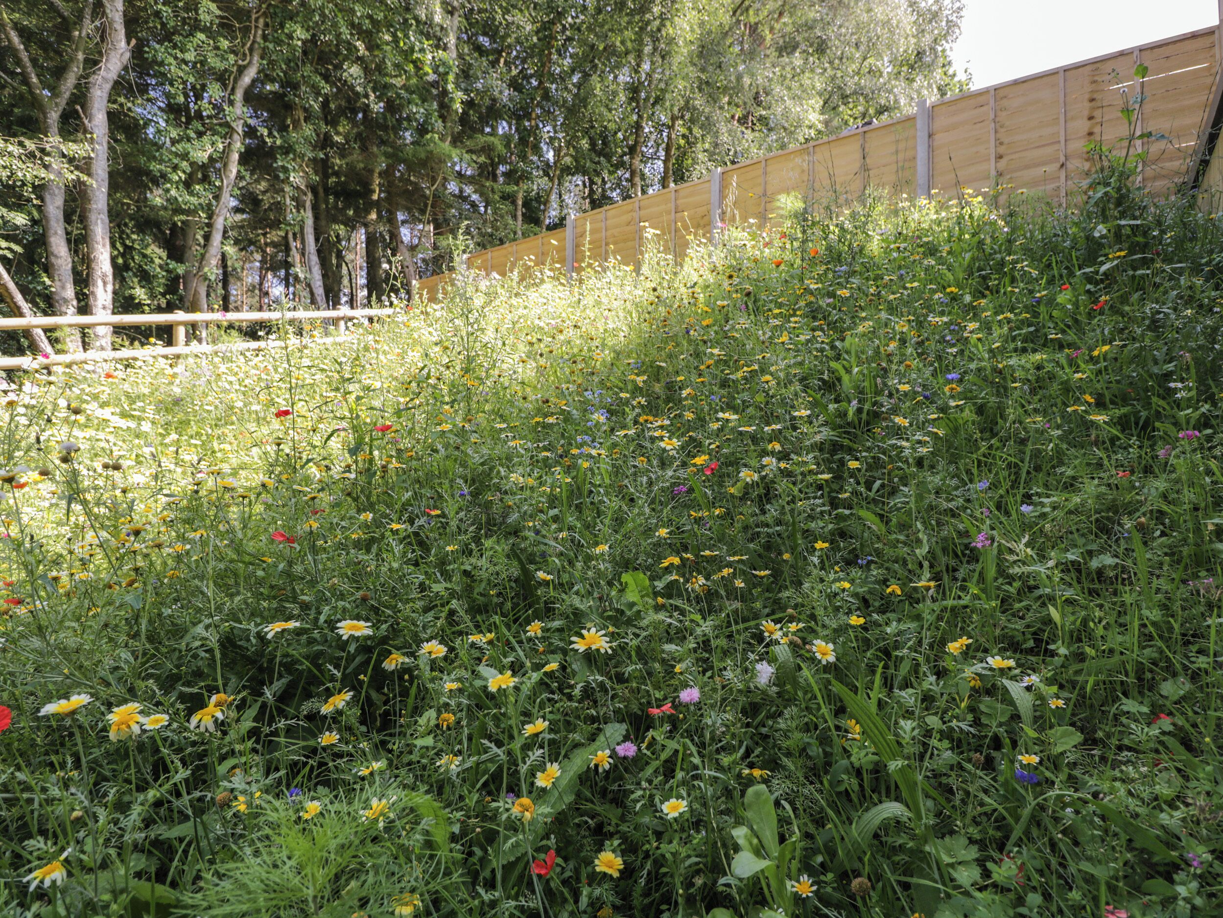 A garden with various wildflowers and trees.