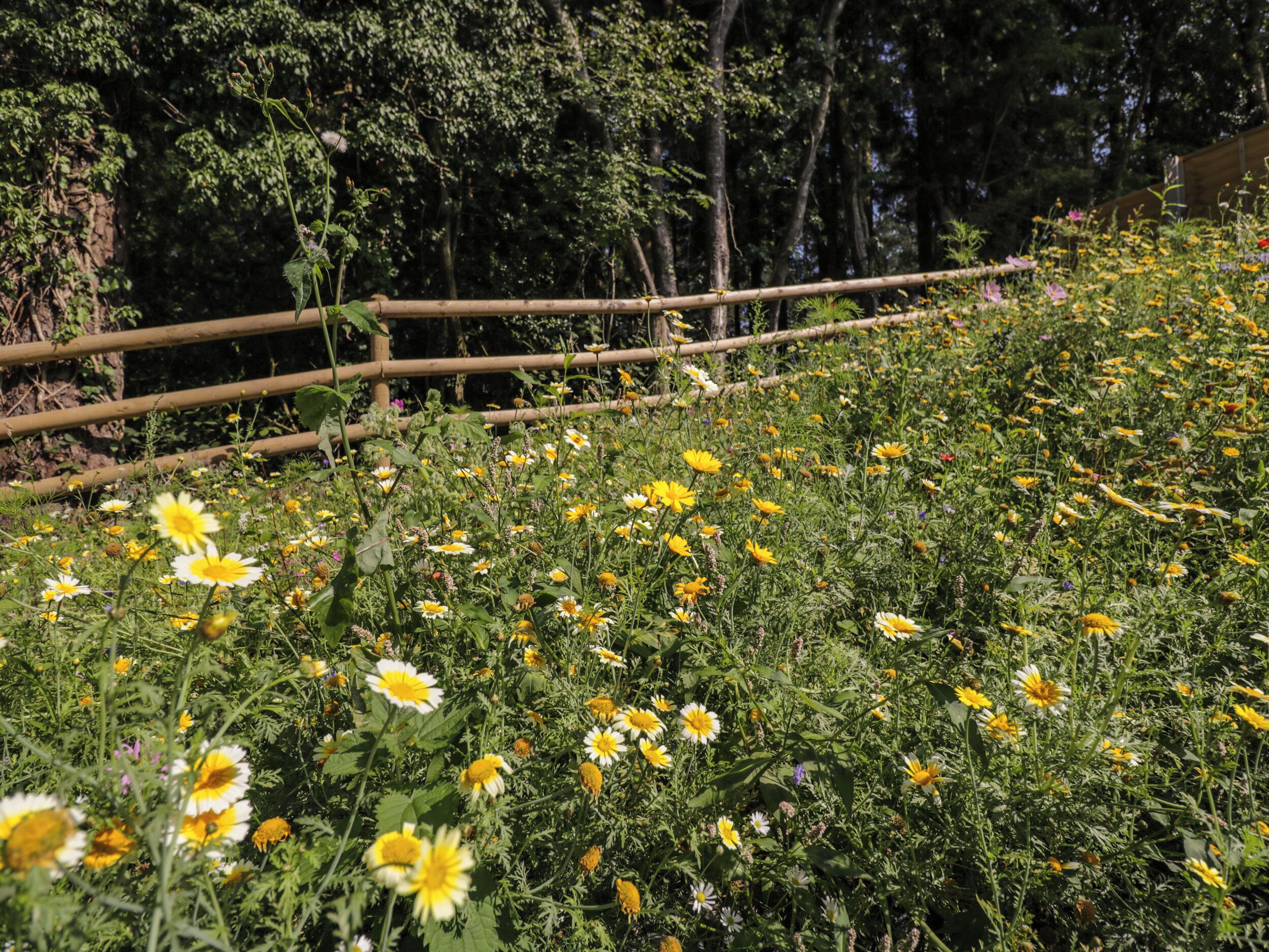 Ett naturligt landskap med ett stort utbud av vilda blommor och ett staket av bambu.