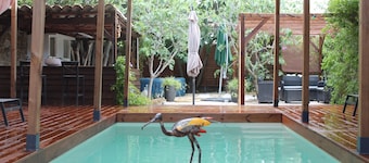 Les 2 Droles d'Oiseaux