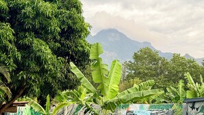 A landscaped garden with banana trees, a mural, and a paved walkway.