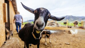 A goat in a barn with a person in the background. - Glamping Tibet Tent #1 (Whitehall)