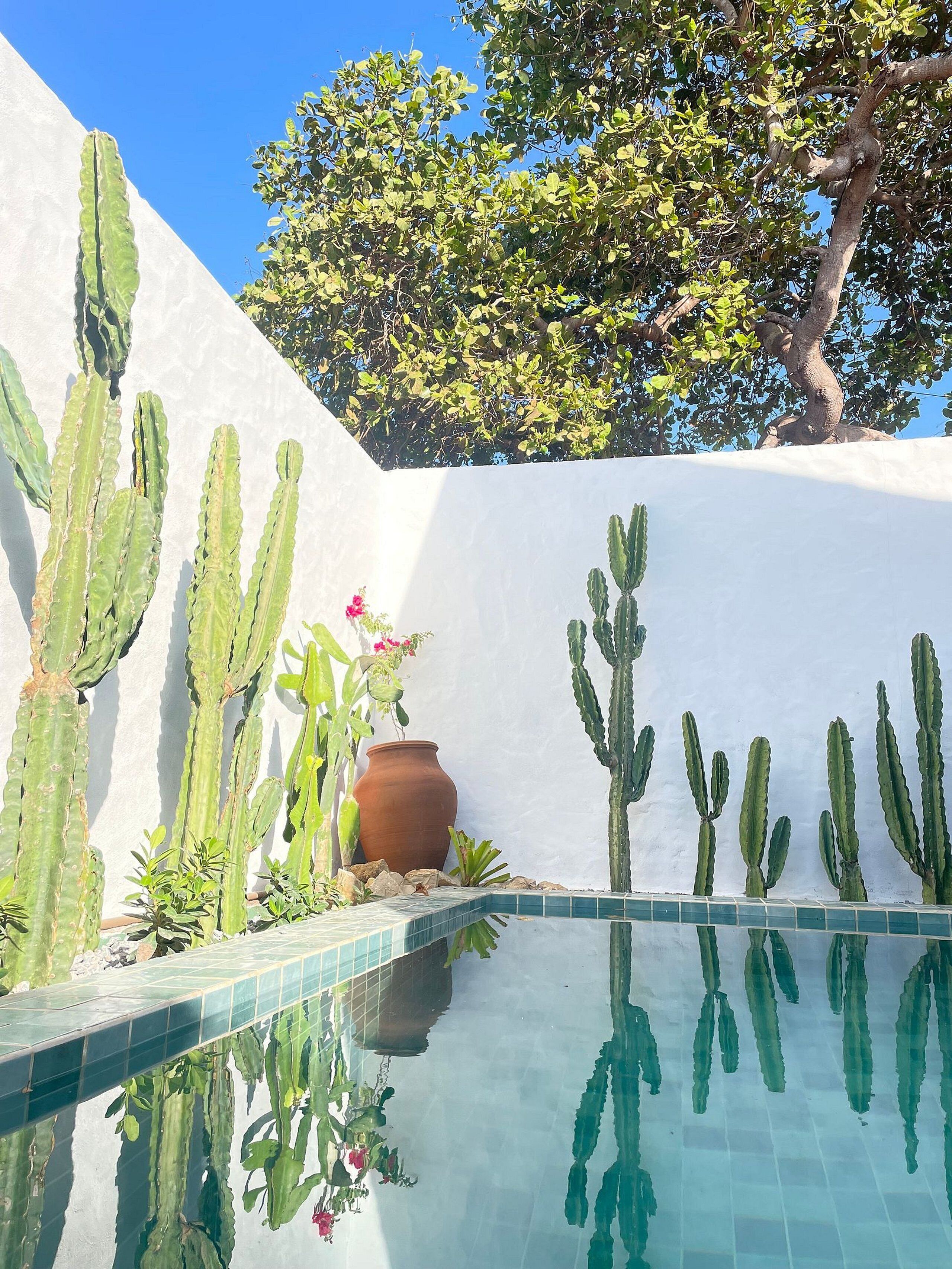 Una piscina con cactus y una maceta grande.