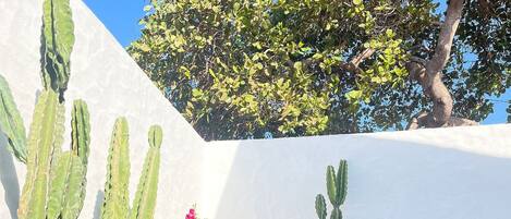 Una piscina con cactus y una maceta grande.
