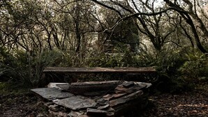 A rustic outdoor setting with a stone fire pit and a wooden bench surrounded by dense foliage and trees. - K2 Kudhva Treehouse Cabin for 2 in Tintagel (Tintagel)